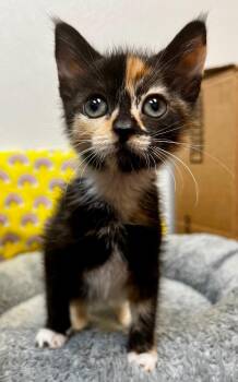 Babs -  Domestic Short Hair Cat Available for Adoption in Clinton, South Carolina - Babs | PetCurious