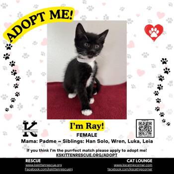 Ray -  Domestic Short Hair Cat for Adoption in OSBORNVILLE, New Jersey - Ray | PetCurious