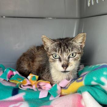 Ronnie -  Domestic Short Hair Cat for Adoption in North Port, Florida - Ronnie | PetCurious