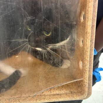 Handlebar -  Domestic Short Hair Cat for Adoption in Philadelphia, Pennsylvania - Handlebar | PetCurious