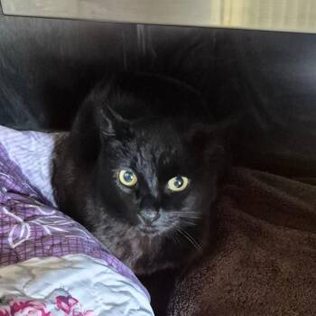 Binx -  Domestic Medium Hair Cat for Adoption in Fort Bragg, California - Binx | PetCurious
