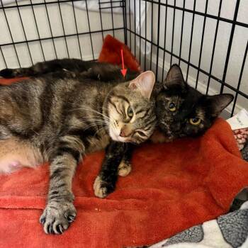 Purl - Bonded to Knit -  Domestic Short Hair Cat for Adoption in Middleton, Wisconsin - Purl - Bonded To Knit | PetCurious