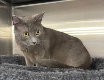 Rescue Domestic Short Hair Cats for Adoption in Spring Brook, New York - Bindy | PetCurious