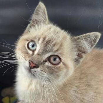 Loki -  Siamese and Domestic Short Hair Cat for Adoption in Kansas City, Missouri - Loki | PetCurious