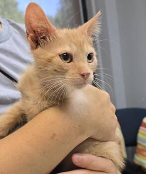Sonny (Grover) -  Domestic Short Hair Cat for Adoption in Dyersburg, Tennessee - Sonny (Grover) | PetCurious