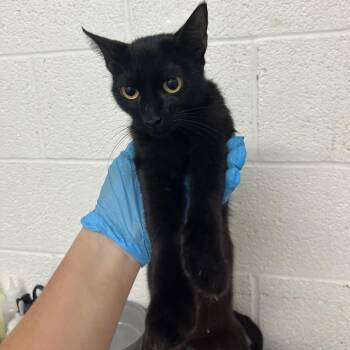 Jax -  Domestic Short Hair Cat for Adoption in Edinburg, Texas - Jax | PetCurious