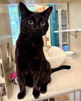 Domestic Short Hair Cats Available for Adoption in Novato, California - Mercury | PetCurious