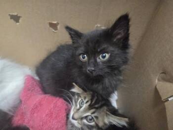 FOREST -  Domestic Short Hair Cat for Adoption in Antioch, California - FOREST | PetCurious