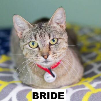 Bride -  Domestic Short Hair Cat for Adoption in Zimmerman, Minnesota - Bride | PetCurious