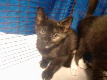 PRINCESS DONUT -  Domestic Short Hair Cat for Adoption in Doral, Florida - PRINCESS DONUT | PetCurious