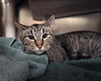 Domestic Short Hair Cats Available for Adoption in Westland, Michigan - Sunny | PetCurious