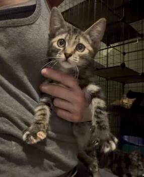 Josie -  Torbie and Calico Cat for Adoption in Newark Valley, New York - Josie | PetCurious