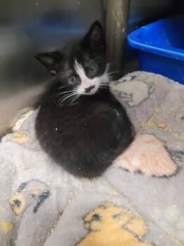November -  Domestic Short Hair Cat for Adoption in Republic, Missouri - November | PetCurious