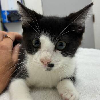 Pudge -  Domestic Short Hair Cat for Adoption in Corpus Christi, Texas - Pudge | PetCurious