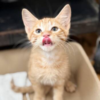 Carl -  Domestic Short Hair Cat for Adoption in Columbia, Maryland - Carl | PetCurious