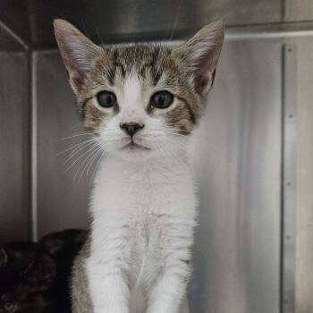 Spades -  Domestic Short Hair Cat for Adoption in Candler, North Carolina - Spades | PetCurious