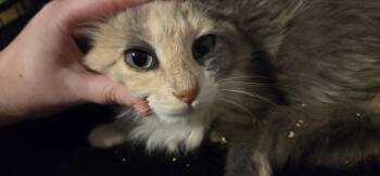 Domestic Medium Hair Cats Available for Adoption in Evansville, Indiana - Jujube | PetCurious