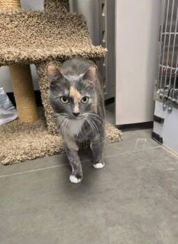 Dilute Calico and Domestic Short Hair Cats Available for Adoption - Annie Marigold | PetCurious