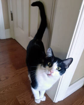 Rescue Domestic Short Hair Cats for Adoption in Redlands, California - Marco Polo | PetCurious