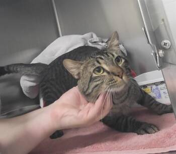 CARTIER -  Domestic Short Hair Cat for Adoption in Minneapolis, Minnesota - CARTIER | PetCurious