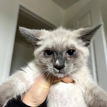 Ronald -  Domestic Short Hair Cat for Adoption in Spokane, Washington - Ronald | PetCurious