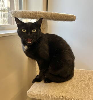 Rescue Domestic Short Hair Cats for Adoption in Arlington, Vermont - Pippy | PetCurious
