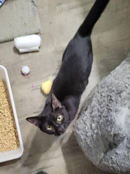 CeeCee -  Domestic Short Hair Cat for Adoption in St. Peters, Missouri - CeeCee | PetCurious