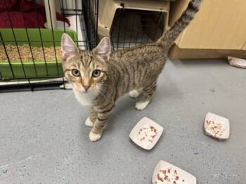 Rescue Domestic Short Hair Cats for Adoption in Montclair, New Jersey - Kimchi | PetCurious