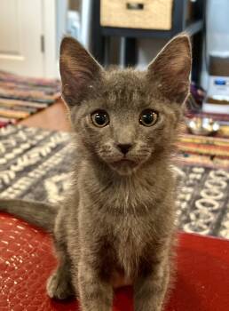 Willow (0835) -  Domestic Short Hair Cat for Adoption in Zephyrhills, Florida - Willow (0835) | PetCurious