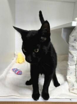 Jack-O-Lantern -  Domestic Short Hair Cat for Adoption in Savannah, Georgia - Jack-O-Lantern | PetCurious