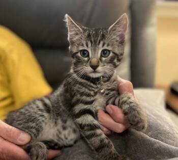 CHONK -  Domestic Short Hair Cat for Adoption in Colorado Springs, Colorado - CHONK | PetCurious