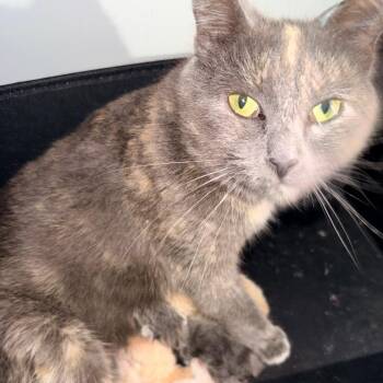 Domestic Short Hair Cats Available for Adoption in Inman, South Carolina - Callie | PetCurious