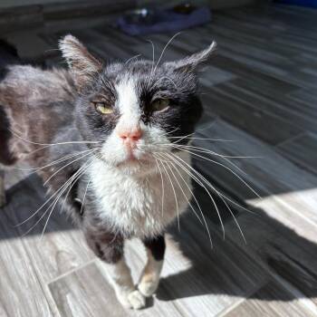 Mr. Business -  Domestic Short Hair Cat for Adoption in West Des Moines, Iowa - Mr. Business | PetCurious