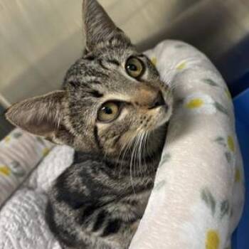 Mink -  Domestic Short Hair Cat for Adoption in Charleston, South Carolina - Mink | PetCurious