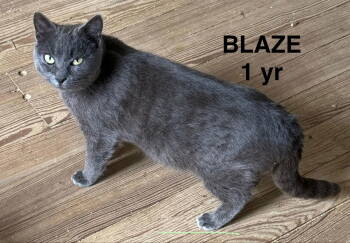 Rescue Domestic Short Hair Cats for Adoption in Holbrook, New York - LUNA | PetCurious