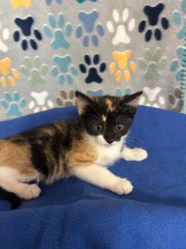 Domestic Short Hair Cats Available for Adoption in Wabash, Indiana - Prue | PetCurious