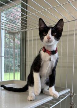 $00Baxter -  Domestic Short Hair Cat for Adoption in Picayune, Mississippi - $00Baxter | PetCurious