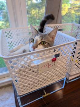 Domestic Short Hair Cats Available for Adoption in Monrovia, California - Paloma | PetCurious