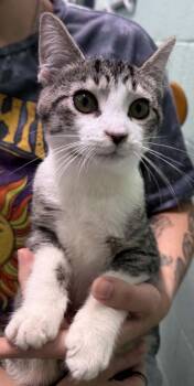 Bob -  Domestic Short Hair Cat for Adoption in Waverly, Tennessee - Bob | PetCurious
