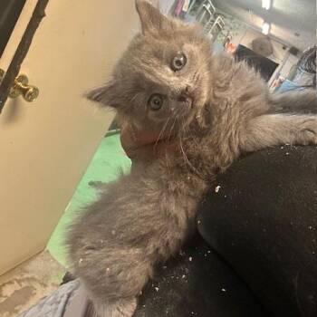 Theodore -  Domestic Short Hair Cat for Adoption in Enterprise, Alabama - Theodore | PetCurious