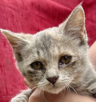 Rescue Domestic Short Hair Cats for Adoption in Franklin, West Virginia - Cloudy | PetCurious