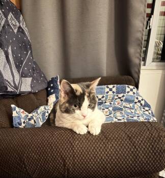 Domestic Short Hair Cats Available for Adoption - Baby | PetCurious