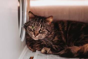 Domestic Medium Hair and Domestic Short Hair Cats Available for Adoption in North Charleston, South Carolina - 92203a Jupiter | PetCurious