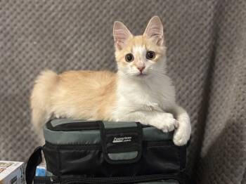 Domestic Medium Hair Cats Available for Adoption in Statesboro, Georgia - Dumpster Fire | PetCurious