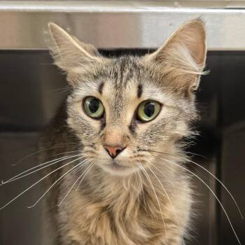 Chesapeake -  Domestic Medium Hair Cat for Adoption in Winston-salem, North Carolina - Chesapeake | PetCurious