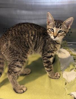 Thunder -  Domestic Short Hair Cat for Adoption in Columbia, Tennessee - Thunder | PetCurious