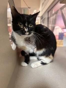 Domestic Short Hair Cats Available for Adoption in North Charleston, South Carolina - 91654a Claw Clip | PetCurious