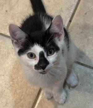 Rescue Domestic Short Hair Cats for Adoption in East Hanover, New Jersey - Pegasus | PetCurious