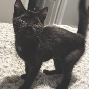 Aspen -  Domestic Short Hair Cat for Adoption in Granville, Ohio - Aspen | PetCurious