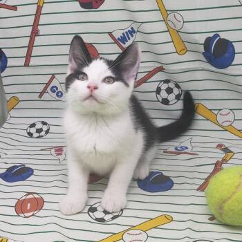 Garrett -  Domestic Short Hair Cat for Adoption in Salt Point, New York - Garrett | PetCurious